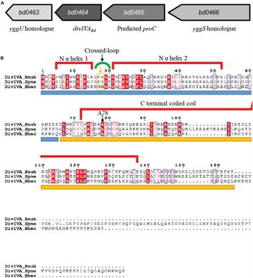 DivIVA Controls Progeny Morphology and Diverse ParA Proteins Regulate Cell Division or Gliding Motility in Bdellovibrio bacteriovorus